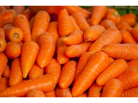 Praesent malesuada nec eros